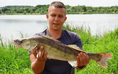 Szczęśliwy wędkarz prezentuje dorodnego sandacza złowionego nad zalewem Brody.
