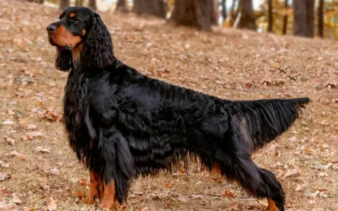 Un magnifique setter Gordon, au pelage noir et feu, se tient fièrement sur un tapis de feuilles d'automne.
