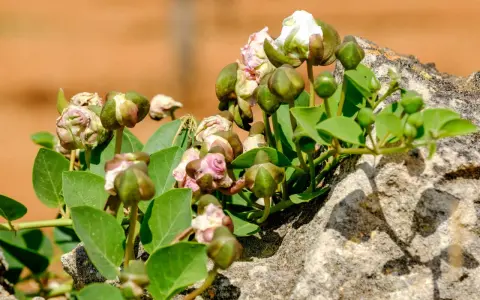 Pianta capperi con boccioli verdi e fiori bianchi che spuntano da una roccia.