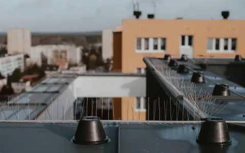 Jak chronić dach przed ptakami? Skuteczne i humanitarne metody