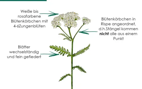 Schafgarbe mit weißen bis rosafarbenen Blütenkörbchen und fein gefiederten Blättern. Die eberkraut wirkung ist vielfältig.