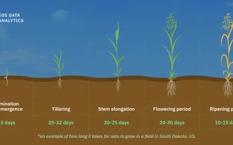 Oats germination takes 2-5 days. The image shows oat growth stages from germination to ripening, illustrating when to plant oats for optimal growth.
