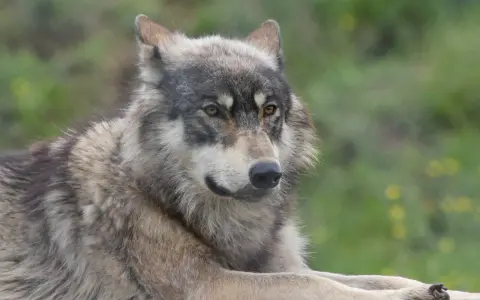 Un magnifique chien croisé loup, au pelage gris et blanc, repose paisiblement dans un pré verdoyant.