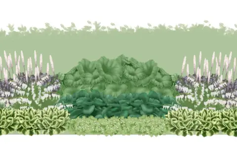 En illustration av en trädgårdsdesign med gamla trädgårdsväxter som astilbe, funkia och löjtnantshjärta. En siluett av en person visar skalan.