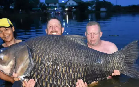 Trzech wędkarzy z dumą prezentuje rekordowego karpia 61 kg. Ryba jest ogromna, jej łuski lśnią w wodzie.
