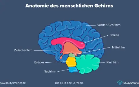 Schematische Darstellung des menschlichen Gehirns mit beschrifteten Teilen wie Großhirn, Kleinhirn und Mittelhirn. Einblick in die Neurobiologie.