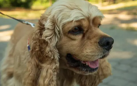 Uroczy cocker spaniel na spacerze. Zastanawiasz się nad cocker spaniel cena? Ten piesek jest wart każdej ceny!