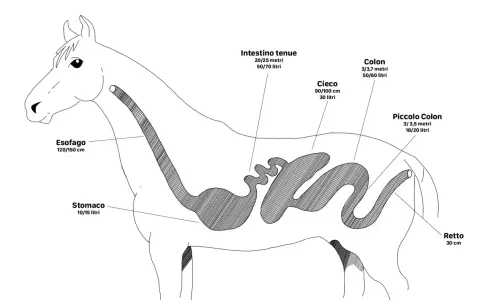 Diagramma del sistema digestivo equino: quanti stomaci ha il cavallo? Uno solo, lo stomaco, con capacità 10-15 litri.