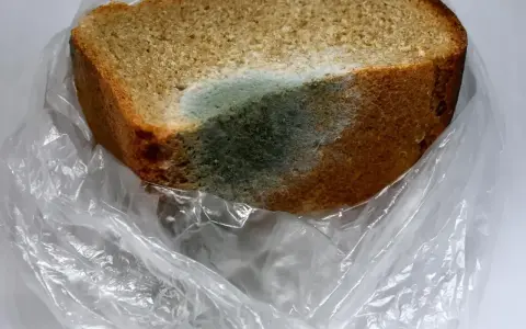 Kawałek chleba w plastikowej torbie pokryty zielono-niebieskim nalotem pleśni. Biały nalot na chlebie świadczy o jego zepsuciu.