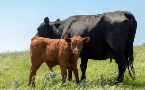 A brown calf stands beside a black cow in a grassy field, a scene that could be impacted by hypomagnesemia in cattle.