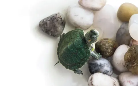 Un piccolo cucciolo di tartaruga d'acqua esplora un letto di ciottoli lisci e colorati.