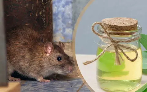 Szczury boją się zapachu olejku eukaliptusowego. Mała buteleczka z płynem i gałązka eukaliptusa obok.