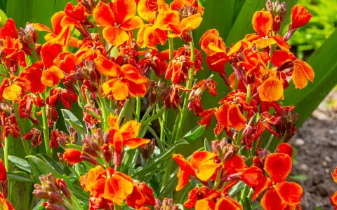Un bouquet de giroflées des jardins aux teintes orangées et rouges éclatantes, leurs pétales délicats dansant sous le soleil.