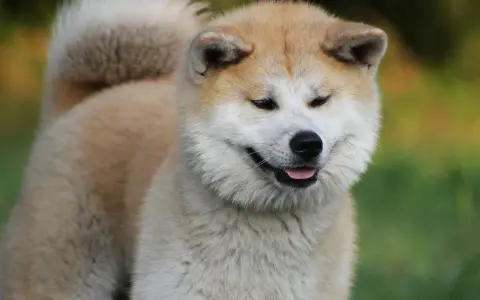 Uśmiechnięta akita, z puszystym ogonem i łagodnym spojrzeniem. Czy akita jest groźna? Ten piesek zaprzecza!