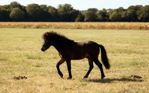 Un jeune poney français de selle, au pelage sombre et à la crinière ébouriffée, trotte dans un pré verdoyant, sous un ciel bleu.