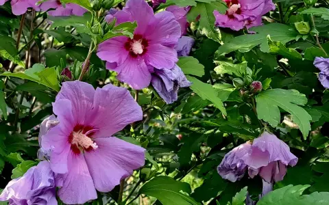 Fioletowe kwiaty hibiskusa, z kroplami deszczu na płatkach, wyglądają jak gotowe do zaparzenia naparu z hibiskusa.