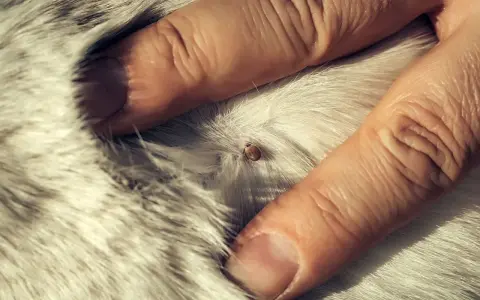 Une tique est visible sur le pelage d'un chien, tenue par des doigts. La durée de vie d'une tique accrochée sur un chien varie.