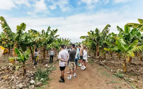 Visitar plantación plátanos Tenerife: experiencias únicas y precios accesibles