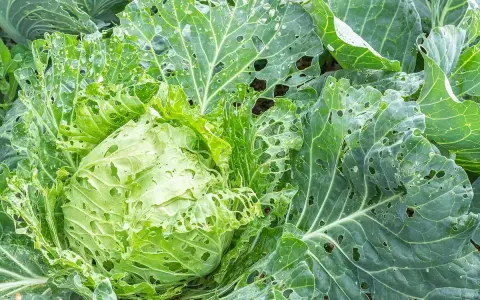 Chou vert aux feuilles trouées, signe d'une possible maladie du chou-fleur ou d'une attaque d'insectes.