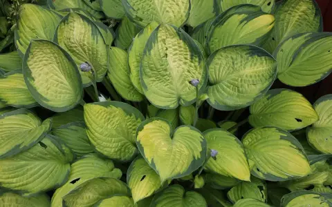 Gęsty kęp hosty z liśćmi o zielono-żółtych obrzeżach. Hosta biała uprawa w cieniu.