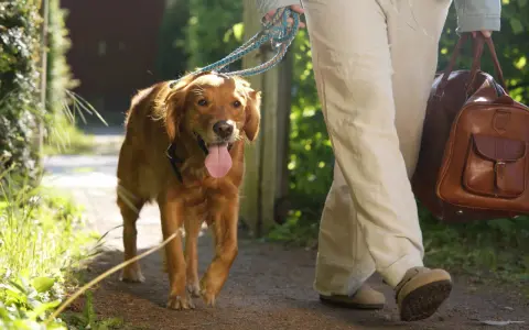 En glad golden retriever går på en grusväg med sin ägare, redo för en härlig semester med hund.