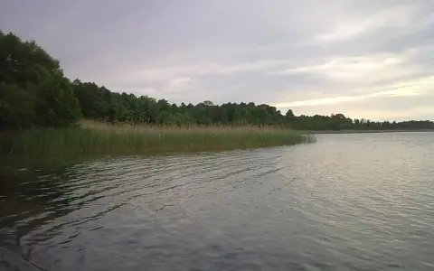 Spokojne jezioro orłowskie z gęstym pasem trzcin i zielonym lasem w tle. Woda lekko faluje pod pochmurnym niebem.
