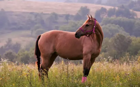 Ein amerikanischer Quarter Horse mit pinker Trense steht auf einer blühenden Wiese.