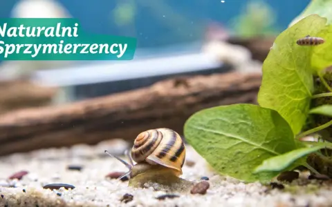Ślimak w akwarium, naturalni sprzymierzeńcy w walce o czystość. Dowiedz się, jak pozbyć się ślimaków z akwarium.