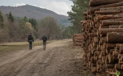 Dwóch turystów idzie drogą w kierunku lackiej góry, mijając stosy drewna.