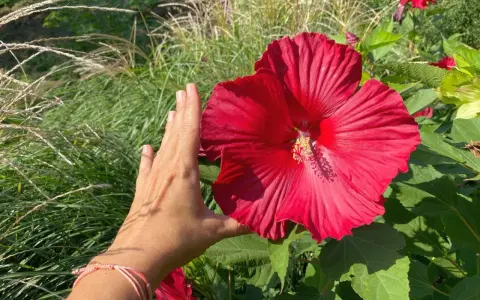 Dłoń obok ogromnego, czerwonego kwiatu hibiskusa bagiennego. W tle trawy ozdobne, sugerujące przygotowania do zimowania.