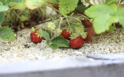 Röda, saftiga jordgubbar växer bland gröna blad. De ser ut som små guldvatten, redo att plockas.