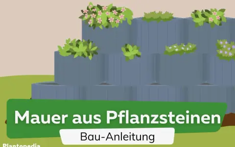 Graue Pflanzsteine bilden eine gestufte Mauer, bepflanzt mit grünen Blättern und bunten Blüten. Tolle Ideen für Ihre Mauer aus Pflanzsteinen.