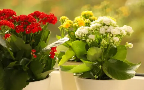 Kwitnące kalanchoe odmiany w doniczkach: czerwone, żółte i białe kwiaty na tle rozmytego, zielonego ogrodu.