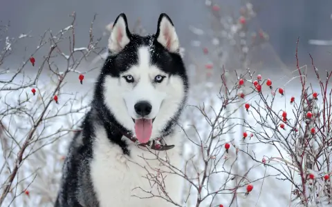 Ile km dziennie powinien chodzić husky, aby uniknąć problemów zdrowotnych?