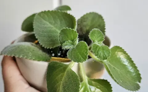 Planta de dinero en maceta, con hojas verdes y aterciopeladas. Ideal para saber donde colocar la planta del dinero y atraer prosperidad.