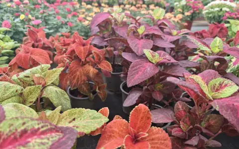 Primer plano de plantas coleo con hojas vibrantes en tonos rojos, verdes y morados, dispuestas en macetas en un vivero.