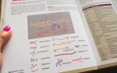 Ilustracja przedstawia schemat budowy macierzy zewnątrzkomórkowej z różnymi białkami, m.in. kolagenem.