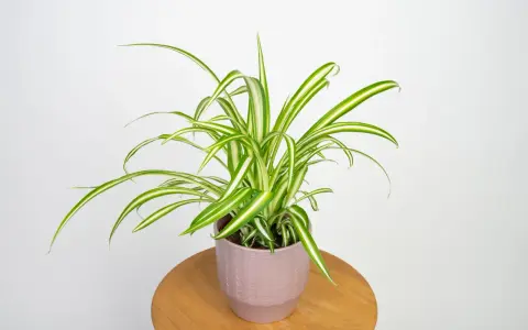 Zielistka odmiany Chlorophytum comosum 'Variegatum' w ozdobnej doniczce na drewnianym stoliku.