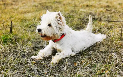 Westie piesek w czerwonej obroży leży na trawie. Szukasz informacji o west pies cena?
