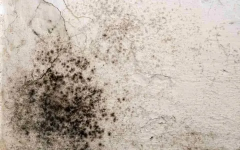 Macchie scure e irregolari su una parete bianca, segno di muffa da infiltrazione. Crepe sottili attraversano la superficie.