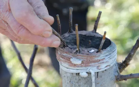Main d'un jardinier en train de greffer un pommier. Des greffons sont insérés dans le porte-greffe, puis le tout est ligaturé.