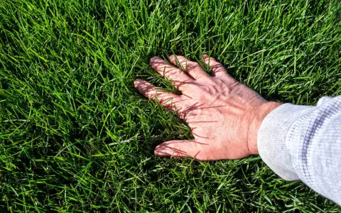 A hand rests on a lush, green lawn of tall fescue, its blades reaching up to tickle the fingers.