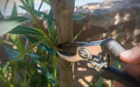 Gartenarbeit: Mit einer Gartenschere wird ein kleiner Trieb am Stamm eines Oleanders abgeschnitten, um ihn in Form zu halten.