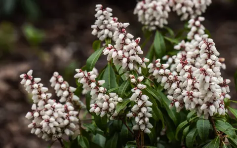 Vackra vita blomklasar på en Pieris japonica, som små pärlor mot mörkgröna blad.