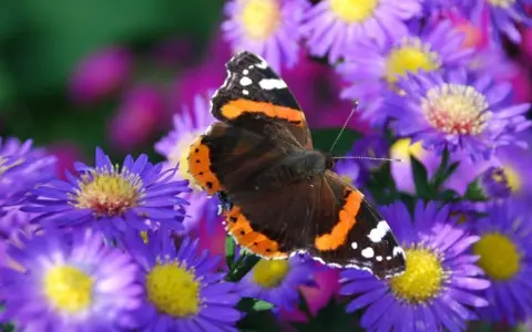 Motyl admirał na fioletowych marcinkach.