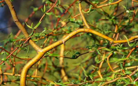 Korkenzieherweide-Äste, die sich wie ein Nest für ein kleines Kaninchen winden.