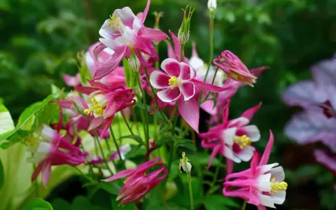 A cluster of pink and white columbine flowers, showcasing their unique spurred petals. These beauties thrive with proper columbine plant care, enjoying well-drained soil and partial shade.