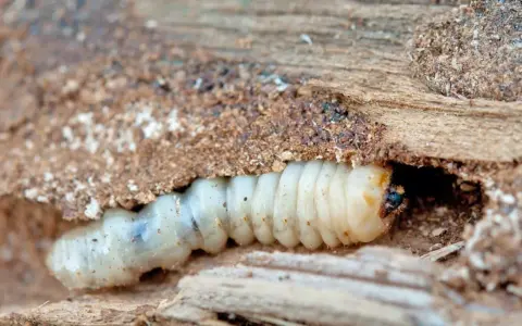 Un petit insecte, une larve blanche, creuse sa maison dans le bois.