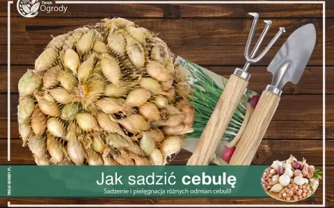 Siatka pełna cebulek dymek gotowych do sadzenia, obok mała łopatka i grabki. Czas na sadzenie cebuli!