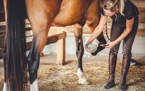 Une femme nettoie le sabot d'un cheval, s'assurant que chaque phalange du cheval est en bonne santé.